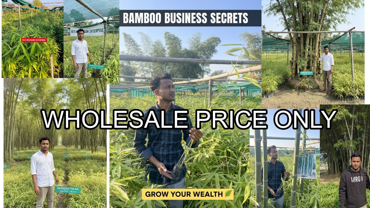 Top 10 variety of Bamboo #bambambhole #house #viral ##india #new #youtube #world #hurt #kissan #ai 