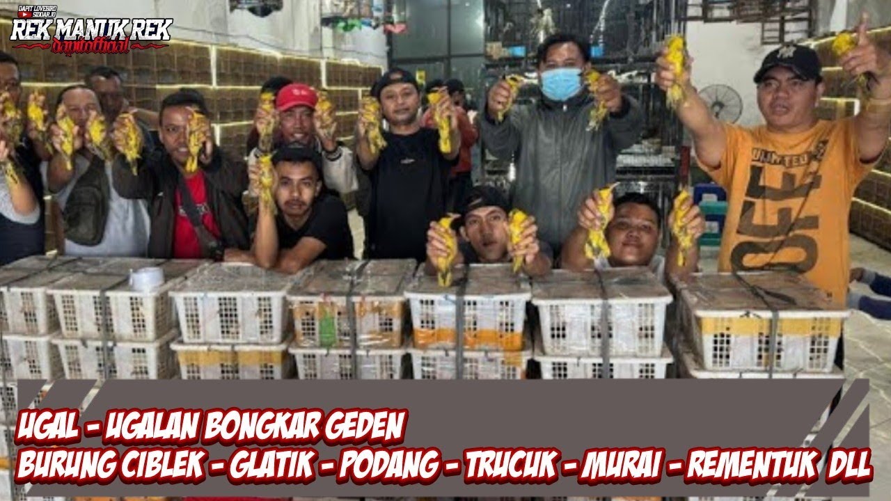 UGAL - UGALAN BONGKAR GEDEN !!! BURUNG CIBLEK - GLATIK - PODANG - TRUCUK - MURAI - REMENTUK  DLL