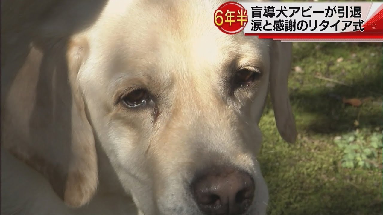 盲導犬アビーが引退　涙と感謝のリタイア式 2017.10.10放送