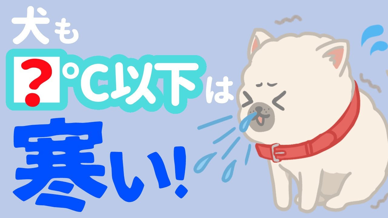 【2024年版】犬だって寒い！犬が寒いと感じる温度・防寒対策