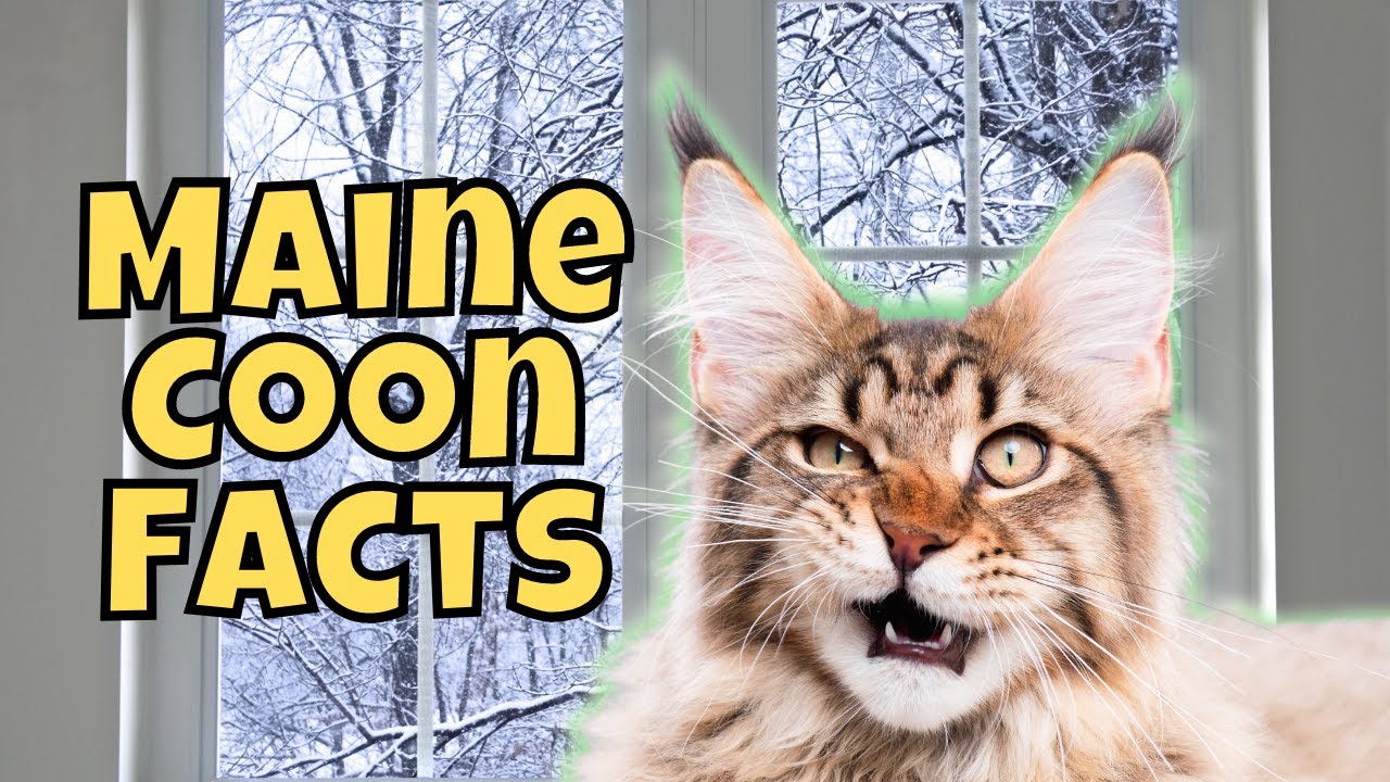 10 Massive Facts About Maine Coon Cats