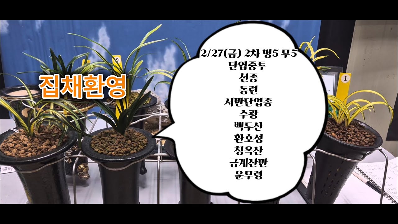 0227 2차 단엽중투 천종 동련 서반단엽종 수광 백두산 환호성  청옥산 금계산반 운무령 
