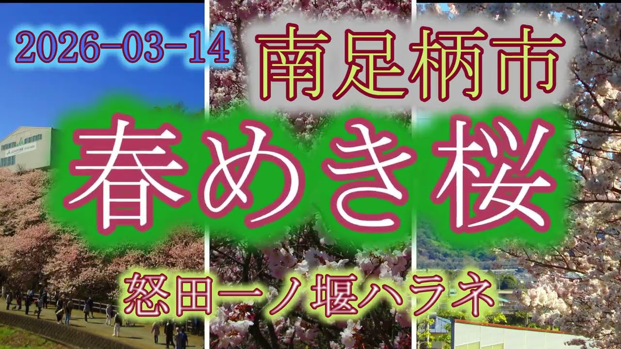 2026-03-14 南足柄市・春めき桜（怒田一ノ堰ハラネ）