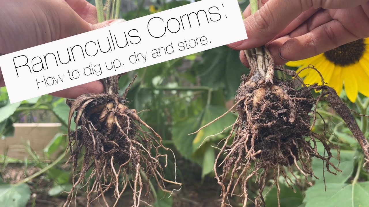 Ranunculus Corms: How to dig up, dry and store for next year.