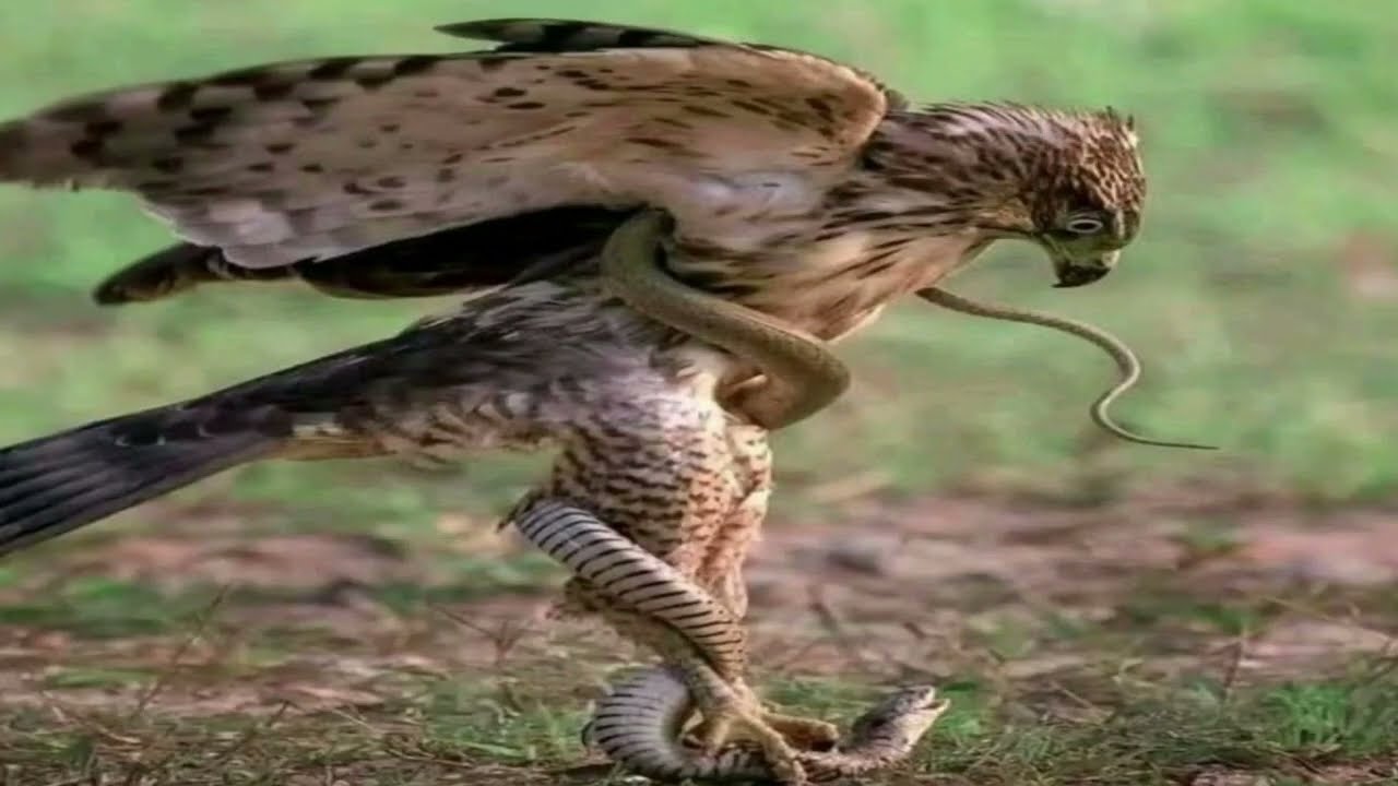 Top 5 most intense hunting moments of a hungry eagle