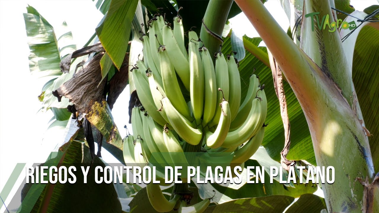 Riegos y CONTROL DE PLAGAS en plátano- TvAgro por Juan Gonzalo Angel Restrepo