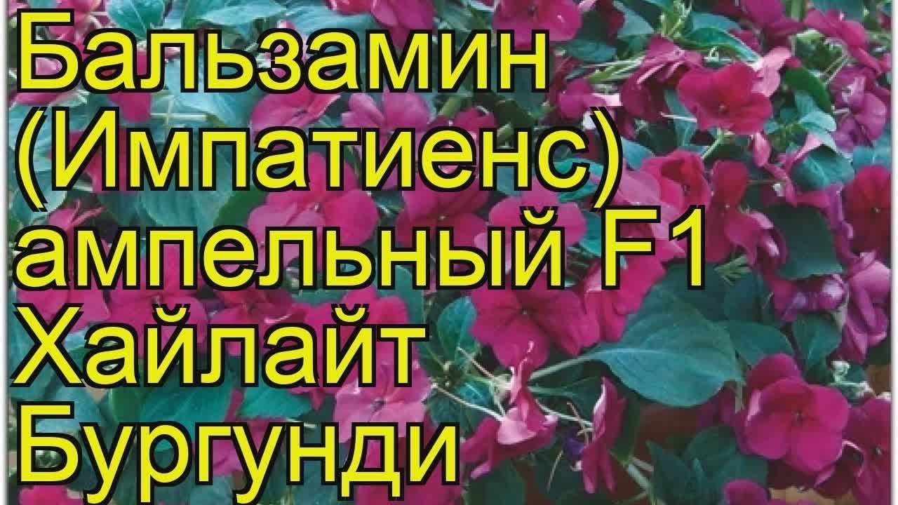 САД МАЛОГО УХОДА  ИМПАТИЕНС, он же БАЛЬЗАМИН!