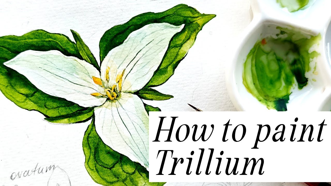 Trillium wildflower painting tutorial. How to paint watercolor flower illustration by Anna Farba