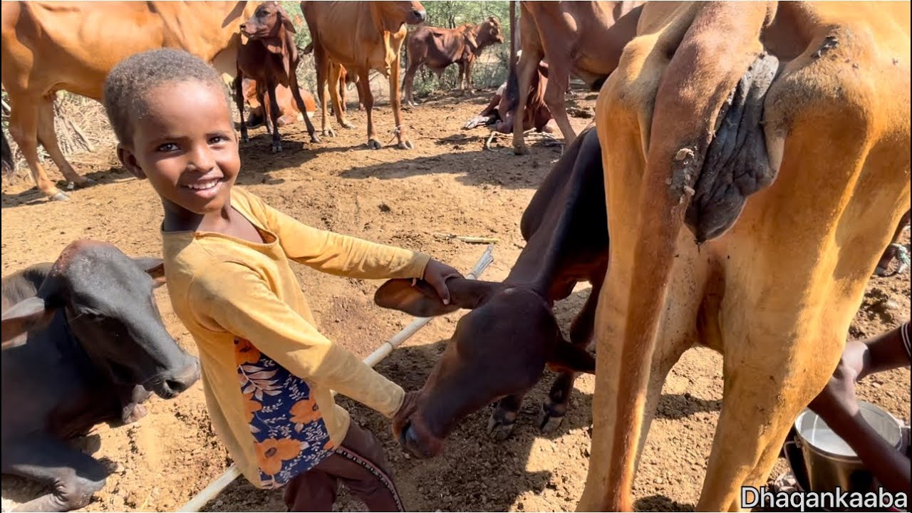 Normal LIFE of Somalia countryside nolasha caadigaa ee baadiyaha somaliya jowhar