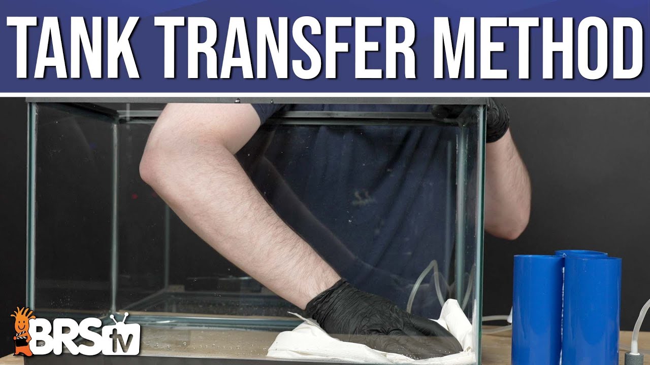 Knock Out Saltwater Fish Ich Using the Tank Transfer Method? Ep: 11