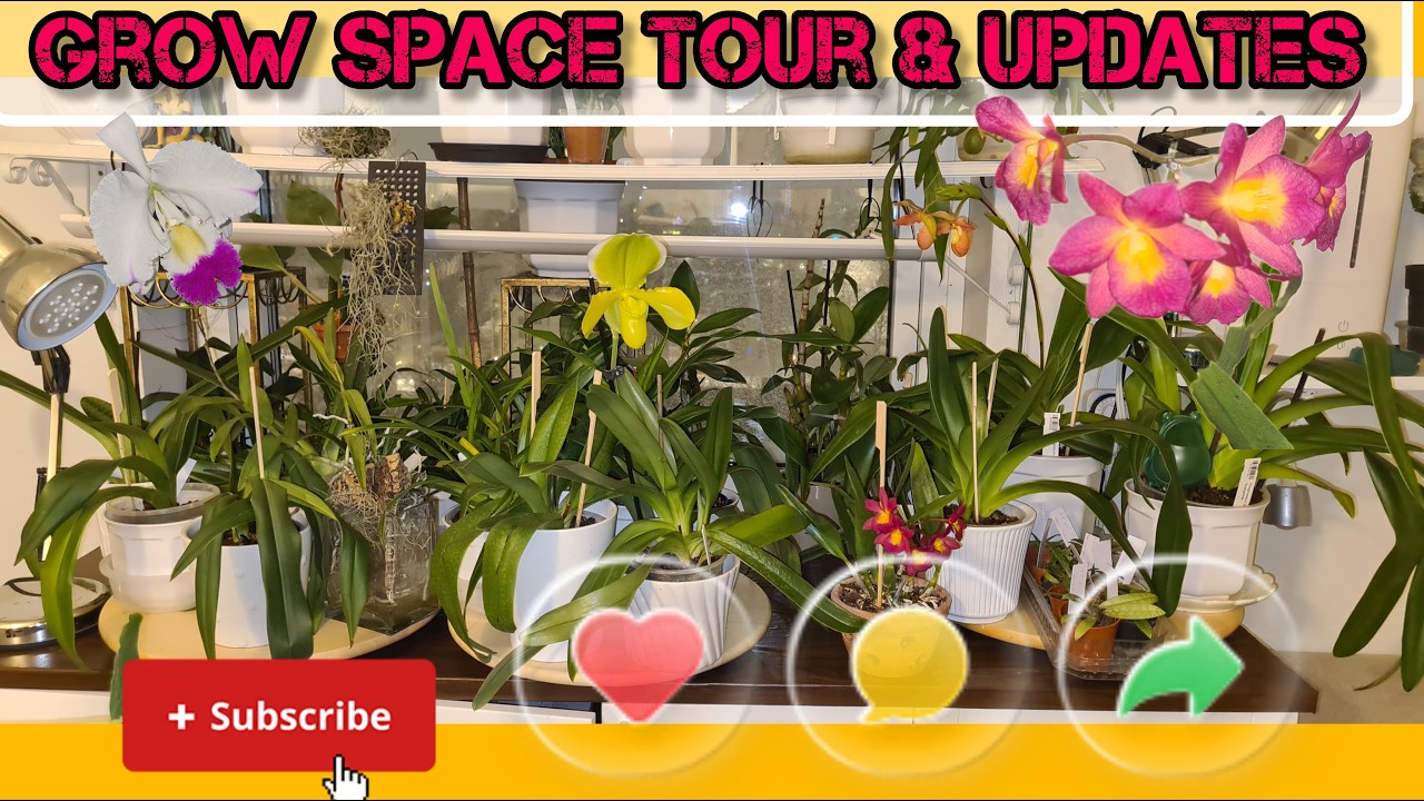 Обновления от ORCHID GROW SPACE: ЦВЕТЕНИЕ И УХОД