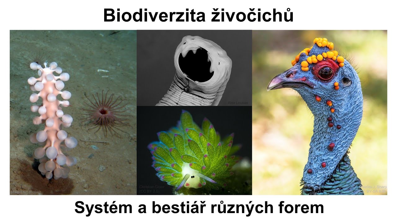 Pokroky v biologii 2026 (2.3) Kateřina Bezányiová: Biodiverzita živočichů - sy... (PřF UK 24.1.2026)