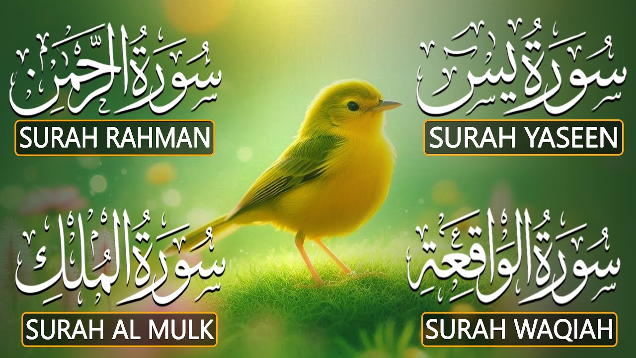Most Beautiful Surah Yaseen (Yasin) | Surah Rahman | Surah Waqiah | Surah Mulk