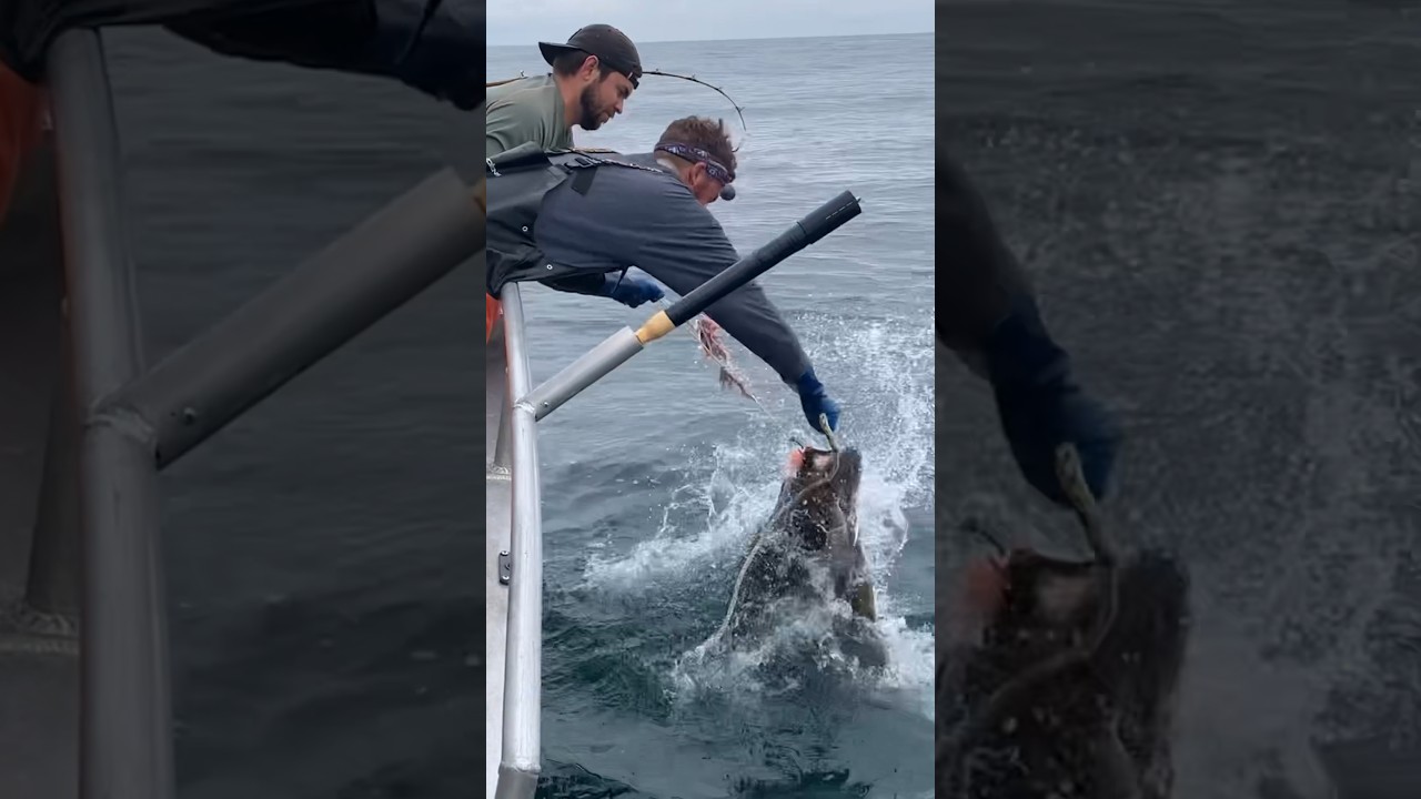 BIG Halibut wrestling #sitka #fishing #fishalaska #halibut #alaskafishing #fishingvideo #flounder