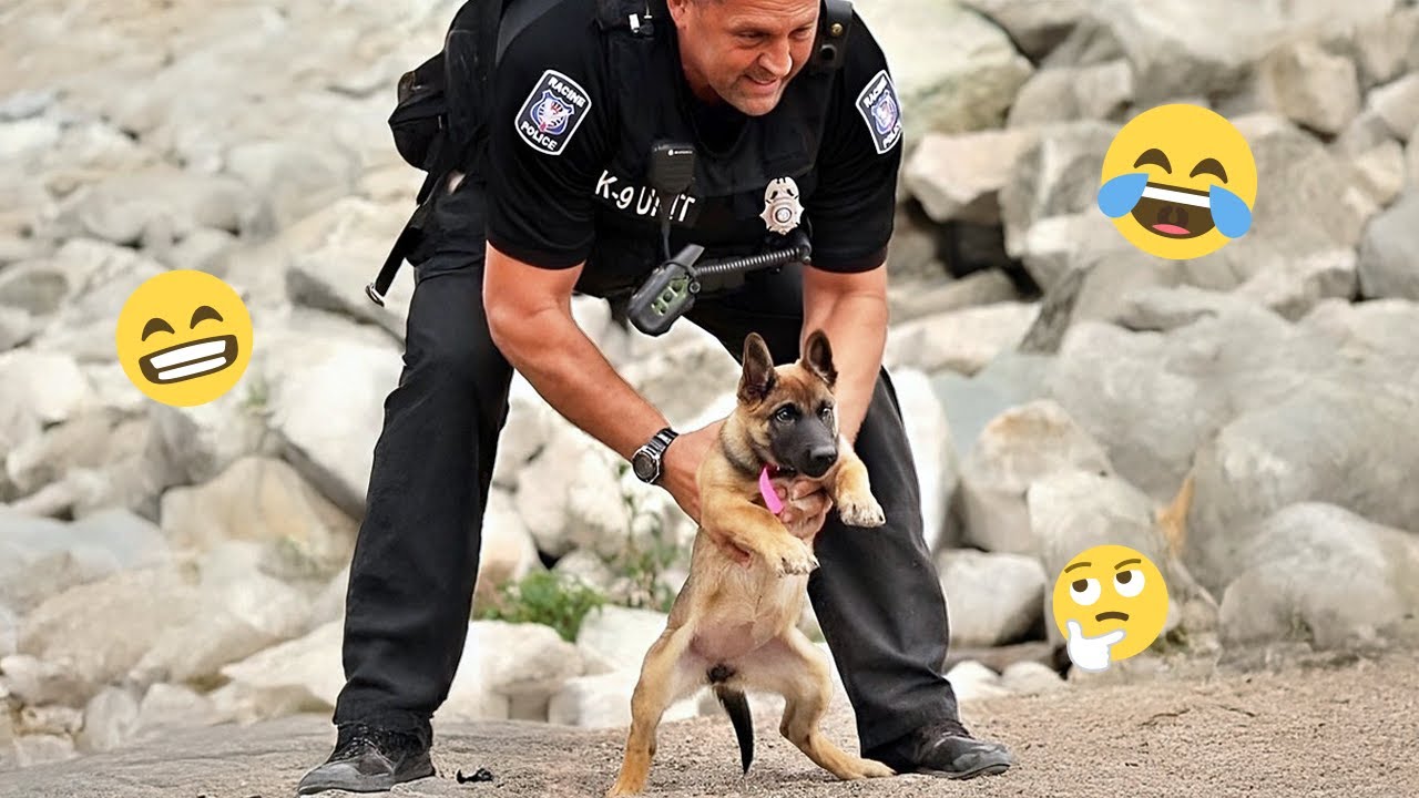 I dare you not to LAUGH at these FUNNY DOGS 😁🦮 - Best Funny Animals Videos 2025 #201