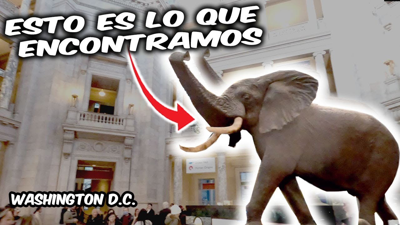 🇺🇸  El museo de HISTORIA NATURAL de #washington