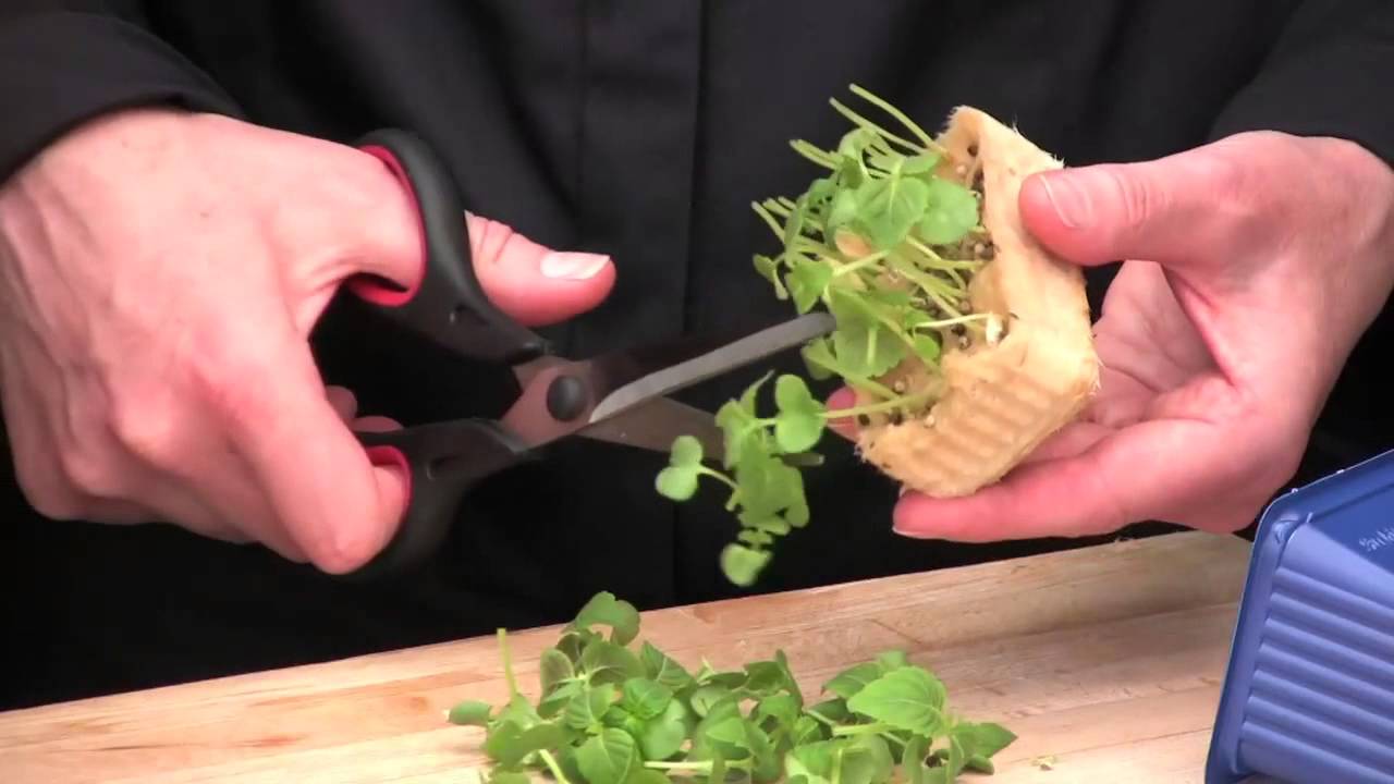 White Wine Syrup with Shiso&reg; Green Cress with Tiger Tomatoes and Steamed Fennel
