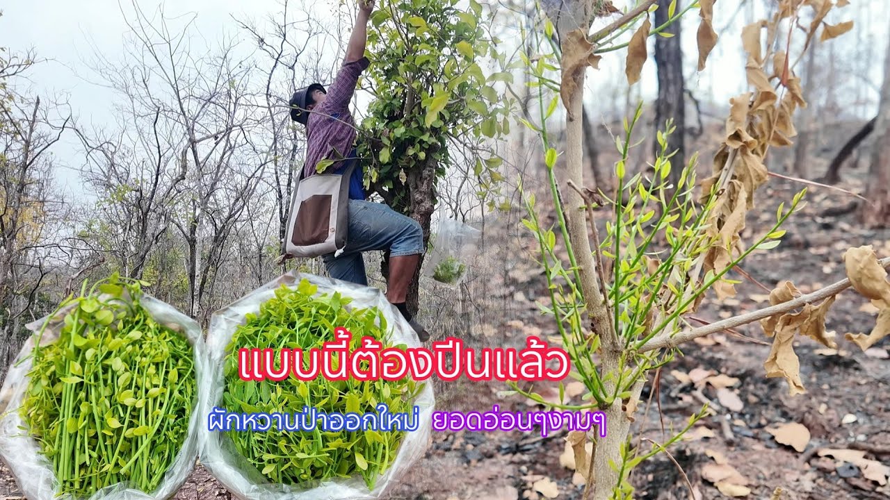 ยอดอ่อนกำลังงาม หาเก็บผักหวานป่าออกใหม่หน้าแล้งบนเขา