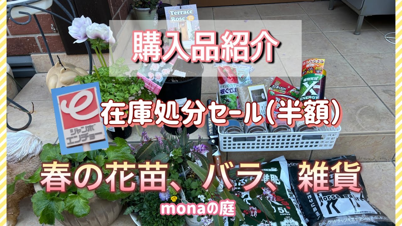 【monaの庭】購入品紹介／使ってみて良かったもの/花苗/在庫処分セールで購入してきた園芸用品/バラ、展示用スチールラダー＃ガーデニング雑貨#エンチョー