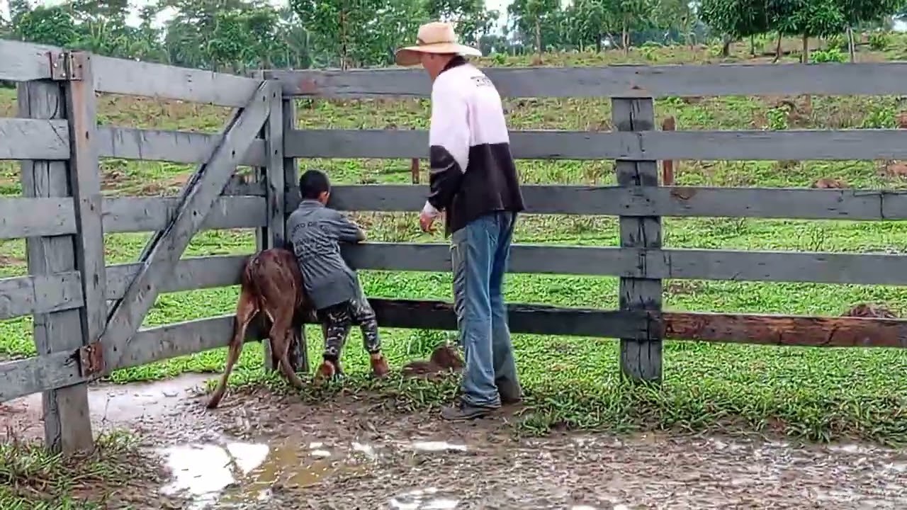 Chorei de rir nos bastidores com nosso Pequeno boiadeiro aprendiz 🤗.