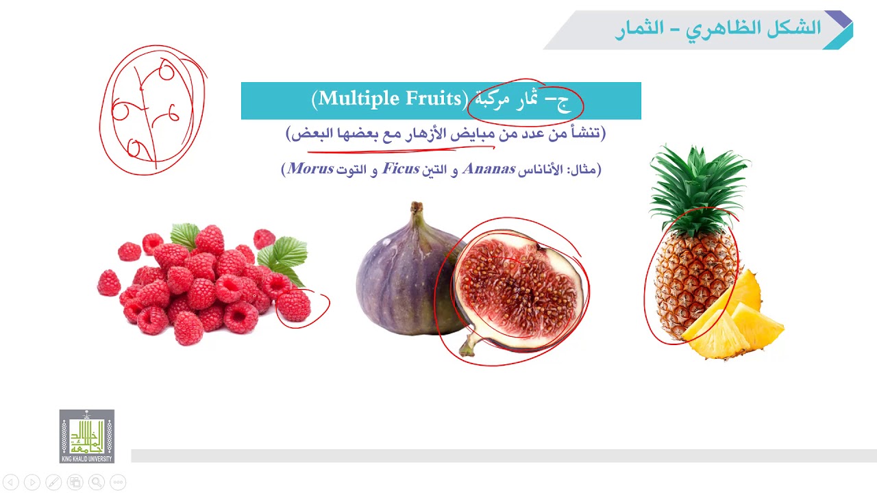 الأحياء العامة | عملي | 7-6 | أنواع الثمار (الثمار المتجمعة و المركبة  و الكاذبة)