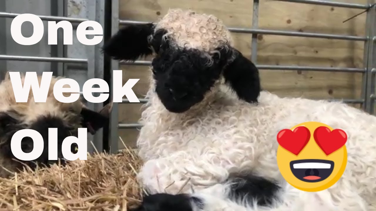 Swiss Valais blacknose sheep Gloria had a Lamb 'Holly', cutest sheep.