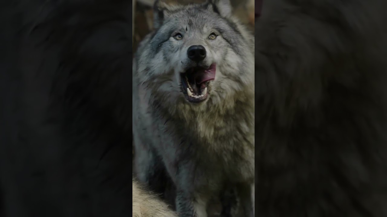 Why Wolf Is Not in Circus?