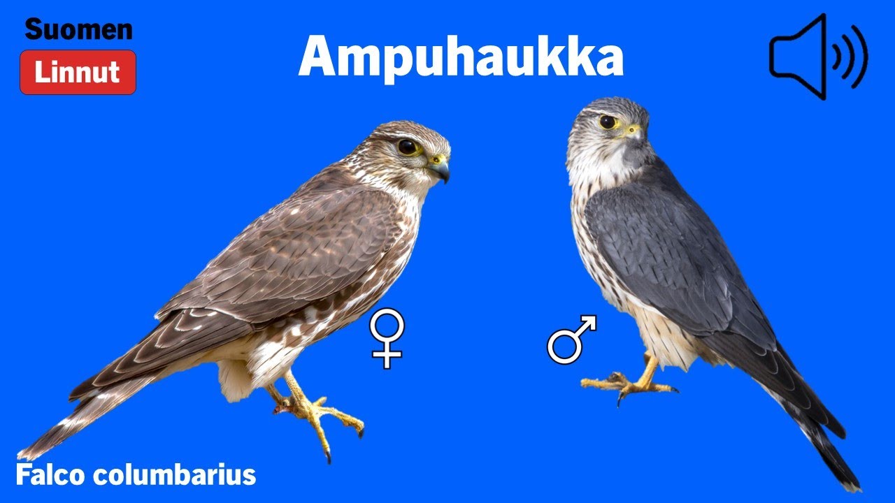 Ampuhaukka - Falco columbarius - Merlin - stenfalk - FALCOL