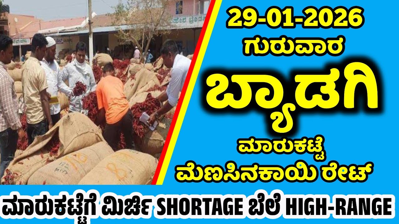 29-01-2026 Thursday Byadgi Market Mirchi Rate | chilli Rates  Byadgi Market chilli Rate#Byadgimarket