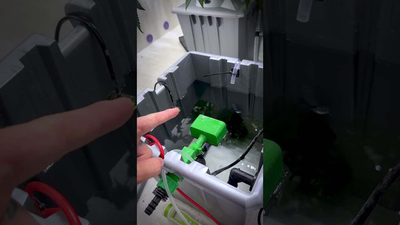 ✅ 🌱 Hydro Sonntagsroutine: Fresh Water f&uuml;rs R-DWC System!