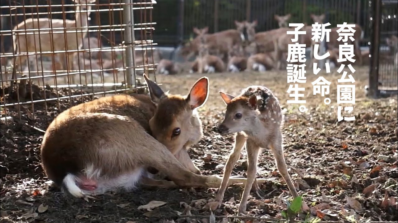鹿ニュース　奈良公園に新しい命　子鹿誕生　鹿苑