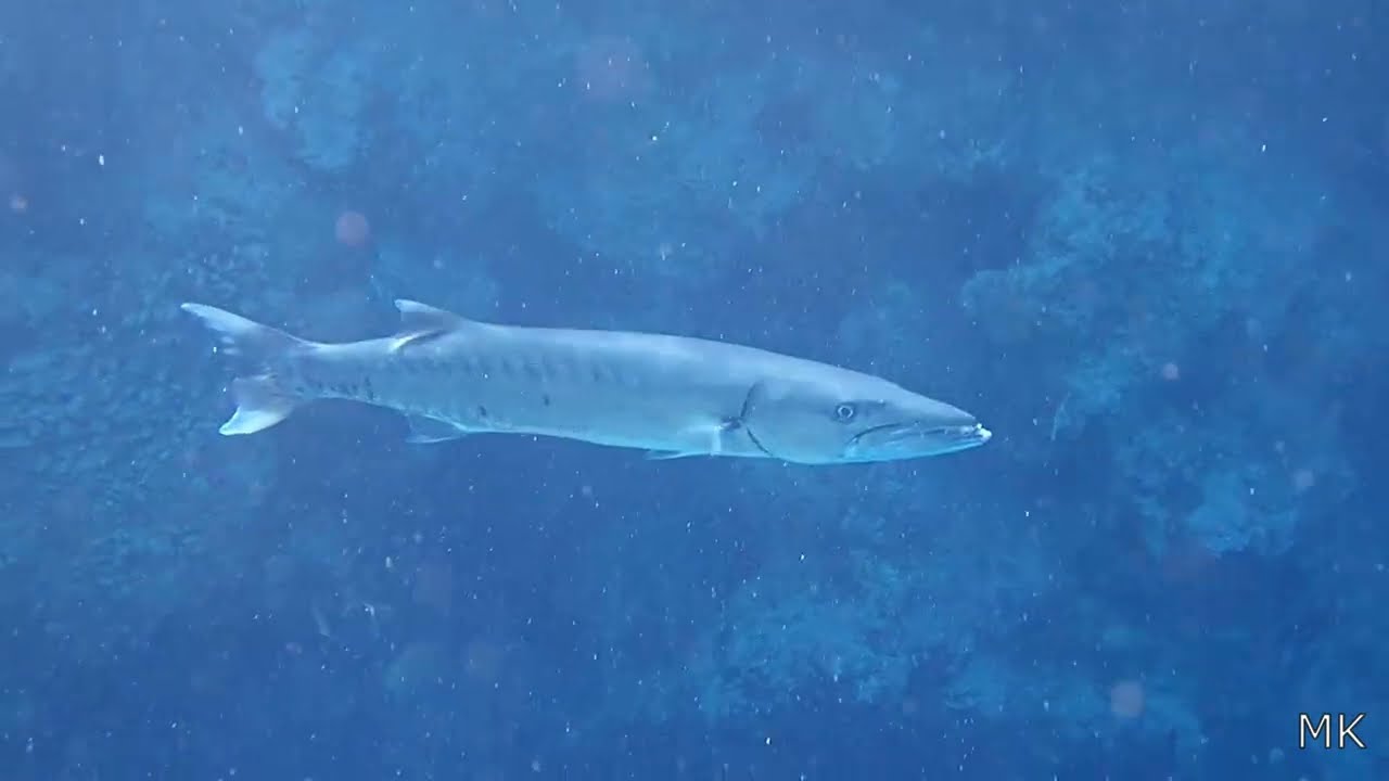 RED SEA - EGYPT 162 : SHONI BAY 2025-4