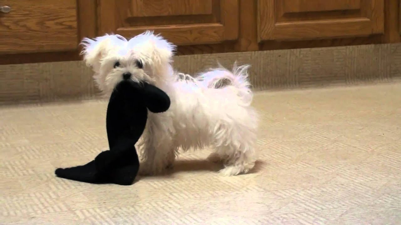 Maltese Puppy Attacking Dangerous Sock!  http://www.sonshineacres.com/ 402-994-5505