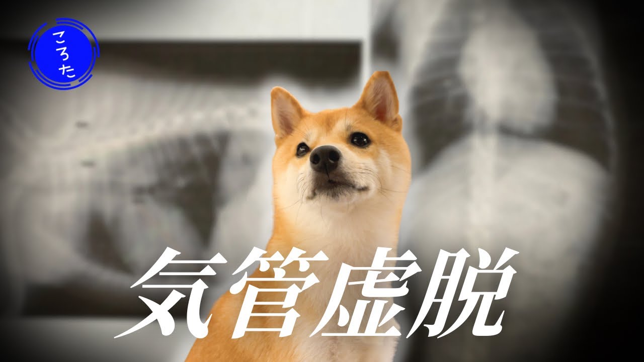 柴犬、ペットドックで気管虚脱と診断&hellip;症状や対策についてのお話【豆柴ころた】