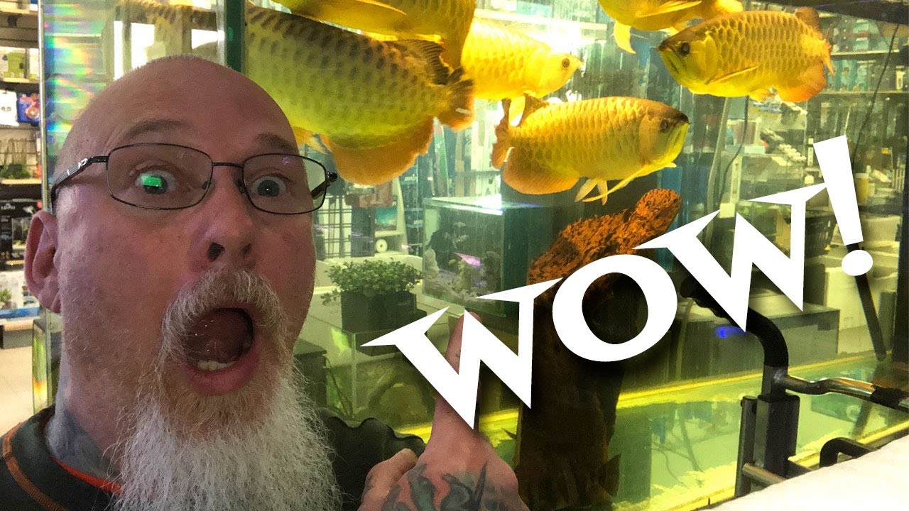 Tour an incredible Tropical Fish store filled with Asian Arowana