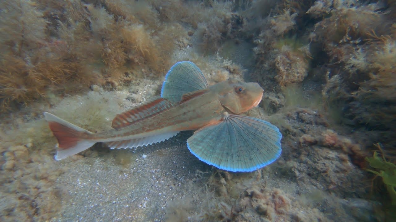 Подводный мир Черного моря 2