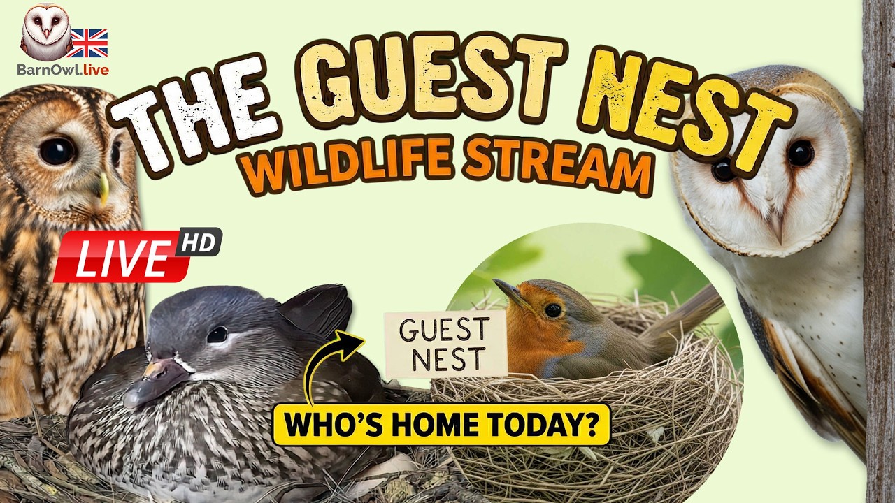 Live Stream Bird Feeder Web Camera - Peak District UK - Watch Birds feed  & Red Deer  grazing