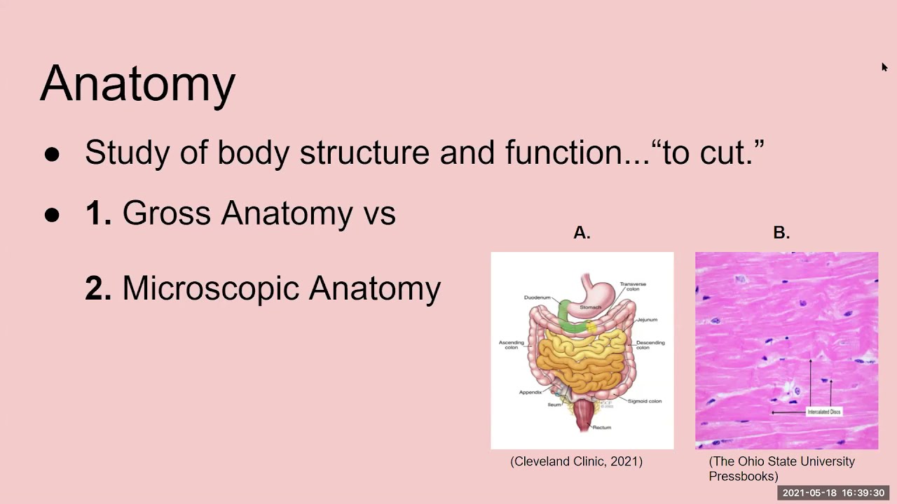 Spring 2021- BIOL 65 (Human Anatomy) Final Exam Review Workshop