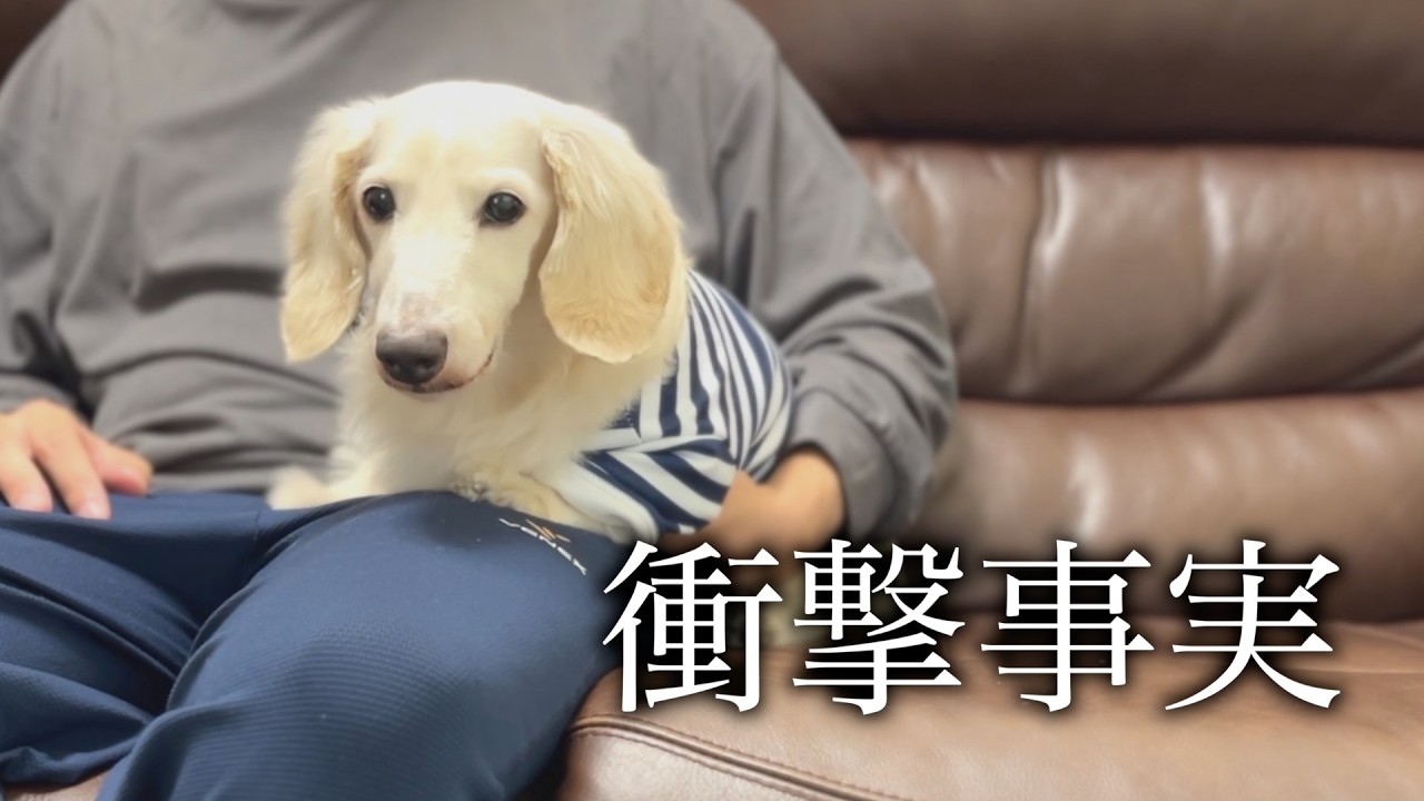 【注意喚起】手術を控える愛犬のペット保険で重大な事実が発覚しました…