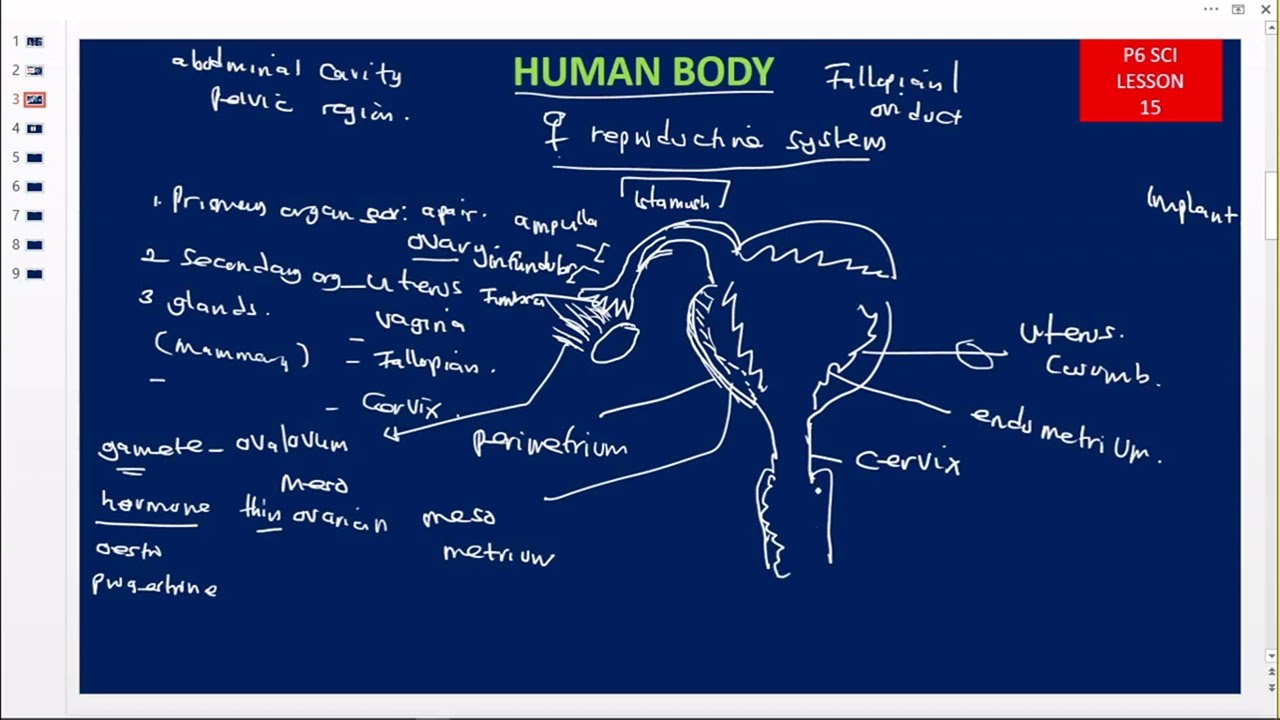 Primary seven ( p7 ) science notes female reproductive system