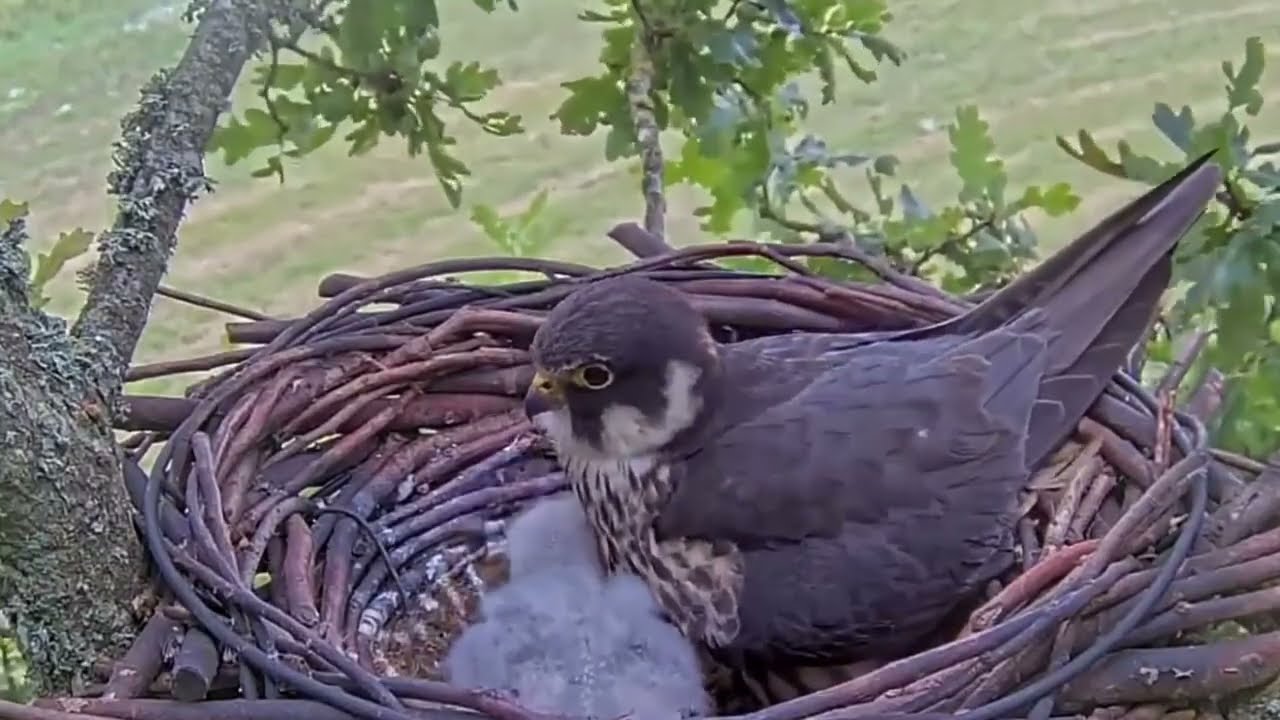 #falcon Cam4#62 Review baby birds in the nest - Dad and mother brings food to feed their chicks