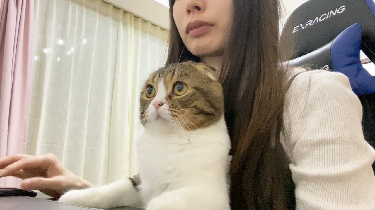 在宅勤務していたら猫が一緒に仕事をしてくれました！
