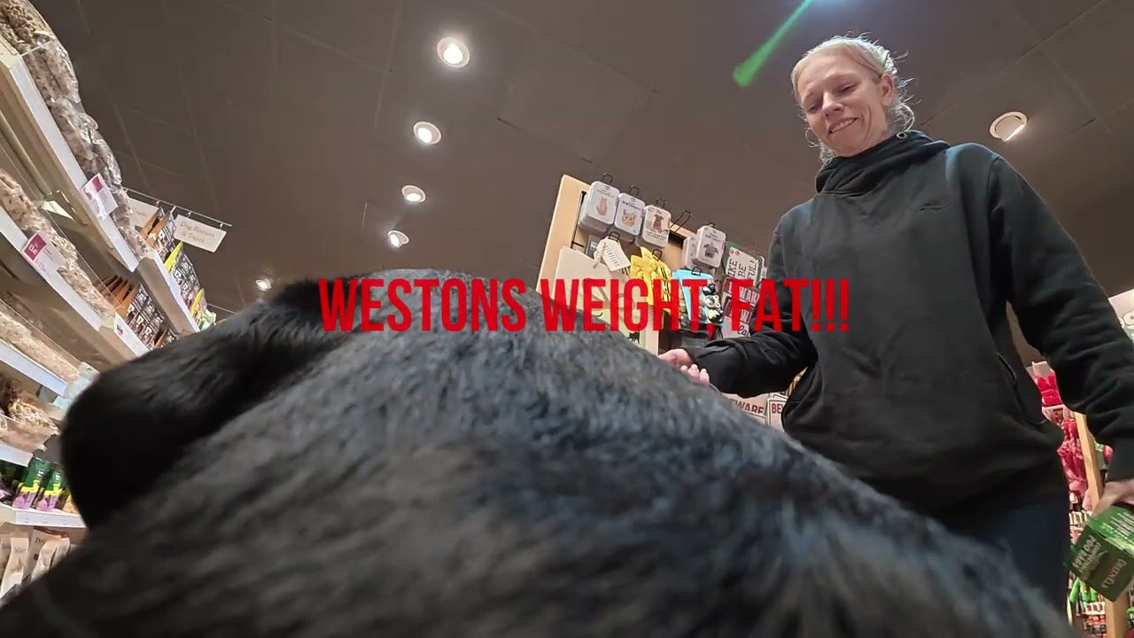 Is your dog at a healthy weight? Birt and Weston's weigh-in will show you!! #rottweiler #pets #dogs 