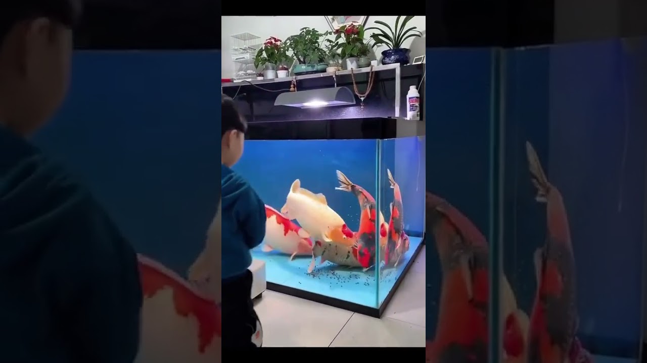 Carpas Gigante na Sala da Casa. #aquario #peixes #carpas