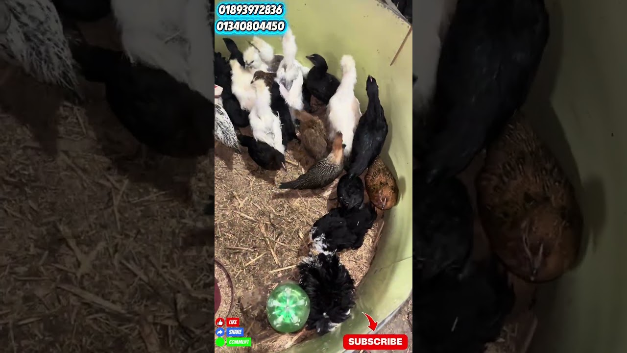 মা বাবার দোয়া এগ্রো ফার্মে যে সকল ধরনের মুরগি পাওয়া যায় । ব্রাহমা‘ সিল্কি‘ টার্কি ‘ফাওমি কাদাকনাথ