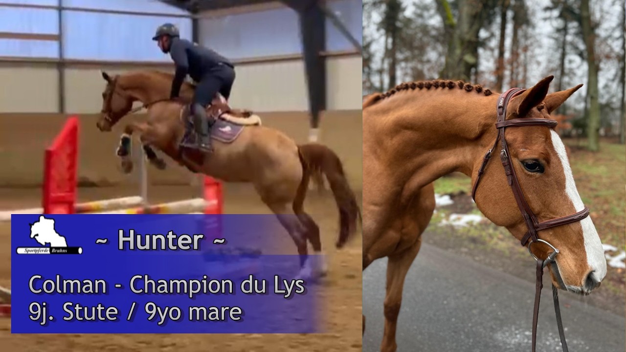 HUNTER ~ 9j. St. v. / 9yo mare by Colman - Champion du Lys