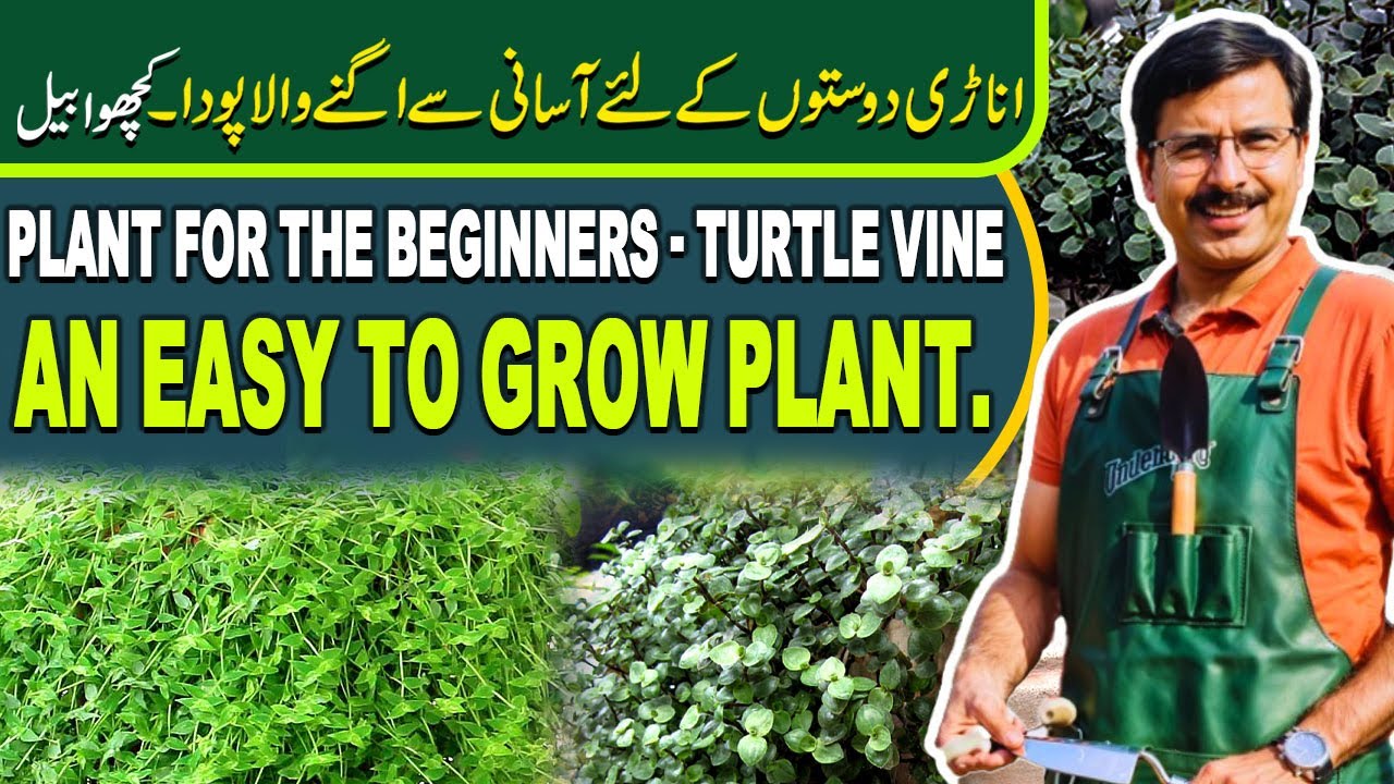 Plant for the Beginners - Turtle Vine, An easy to grow Plant | Gardening With Javed Iqbal
