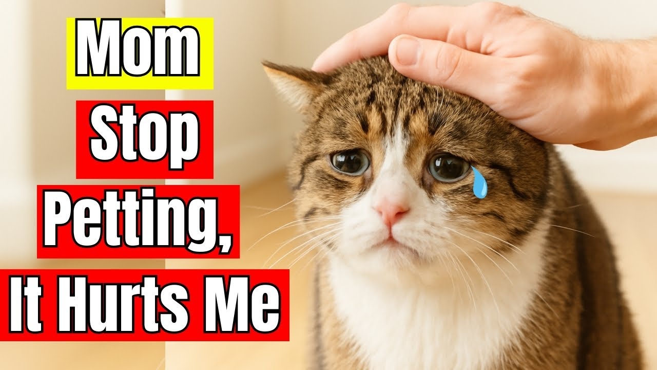 16 Things Your Cat Loves More Than Petting ( Stop Petting Them Wrong! )