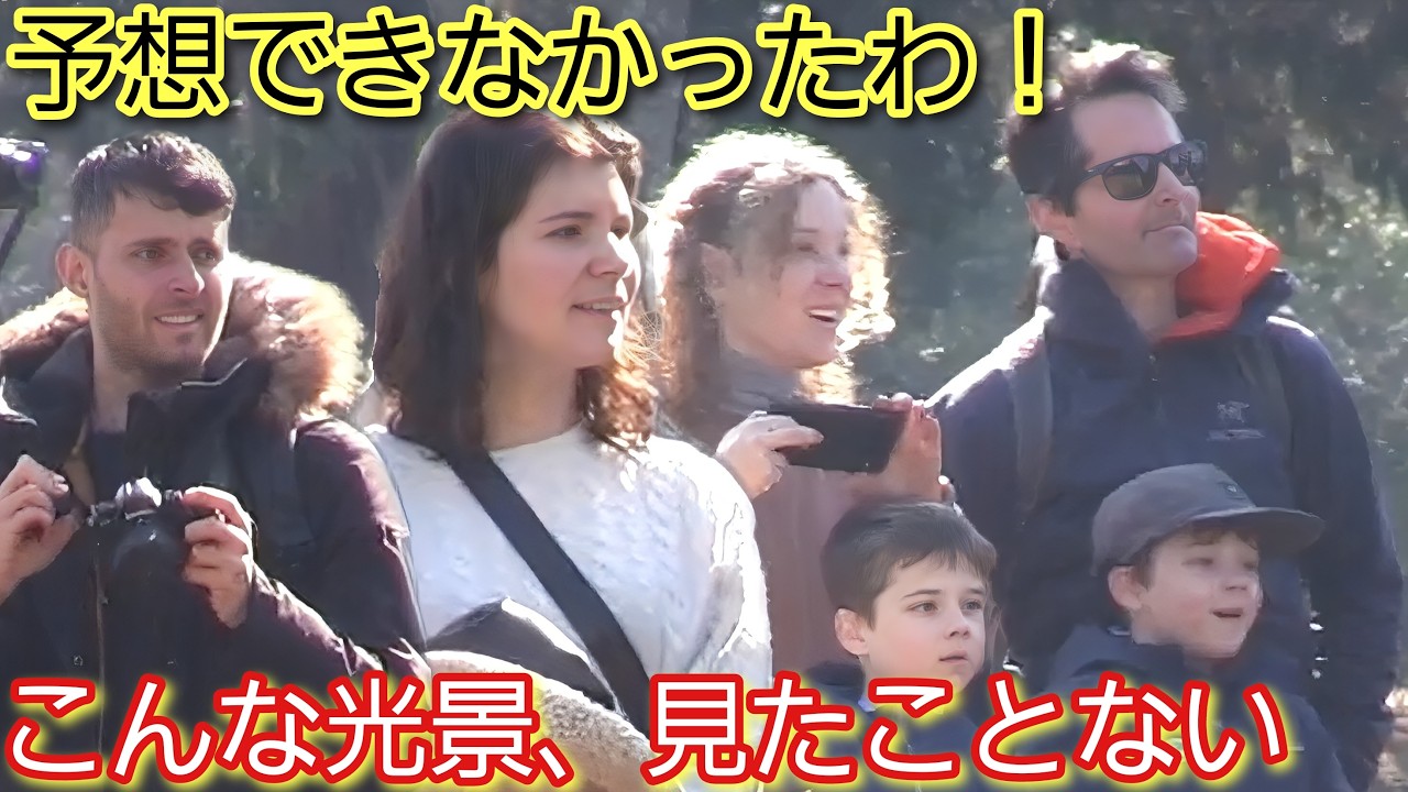 予想できなかったわ！こんな光景、見たことない！外国人観光客が奈良の鹿寄せに目が点になる