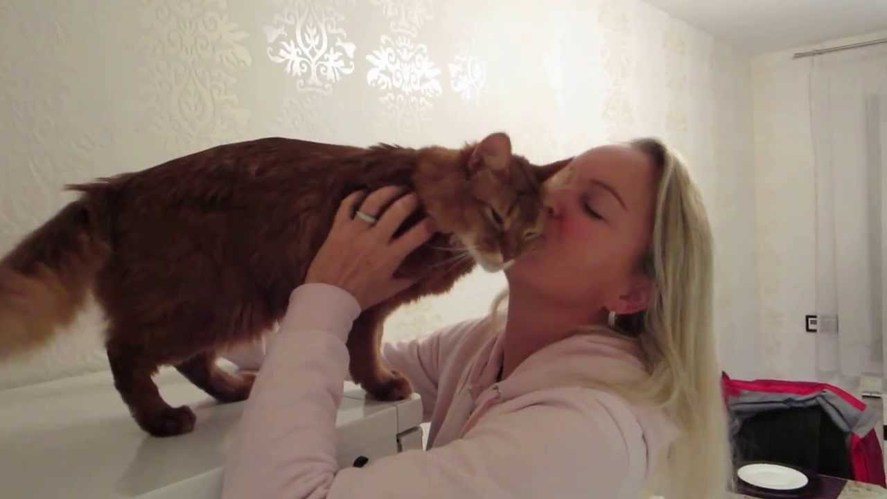 Kater schmust mit Gesicht
